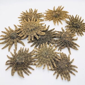 May include: A group of ten brown starfish with a textured surface. The starfish are arranged in a cluster on a white background.