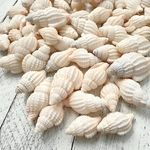 May include: A collection of white seashells with a spiral shape and a textured surface. The shells are arranged in a pile on a white wooden surface.