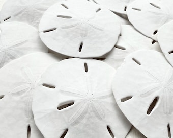 Natural White Sand Dollars - Beach Decor - Coastal Crafts - Set of 5