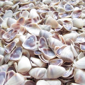 May include: A close-up of a pile of small, white seashells with purple and pink stripes. The shells are smooth and have a natural, organic texture.