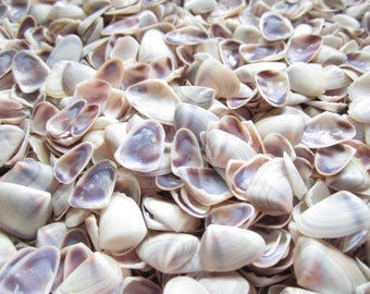 Blue/White Coquina Seashells-Small Sea Shell Supplies-Shell Vase Fillers-Crafting Shells-Purple Shells-Blue Shells-Shells-Wedding Decor