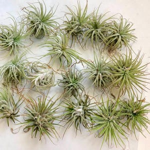 Op de afbeelding: Een verzameling luchtplanten, ook wel tillandsia genoemd, in verschillende maten en vormen. De planten zijn groen en hebben een natuurlijke, organische uitstraling.
