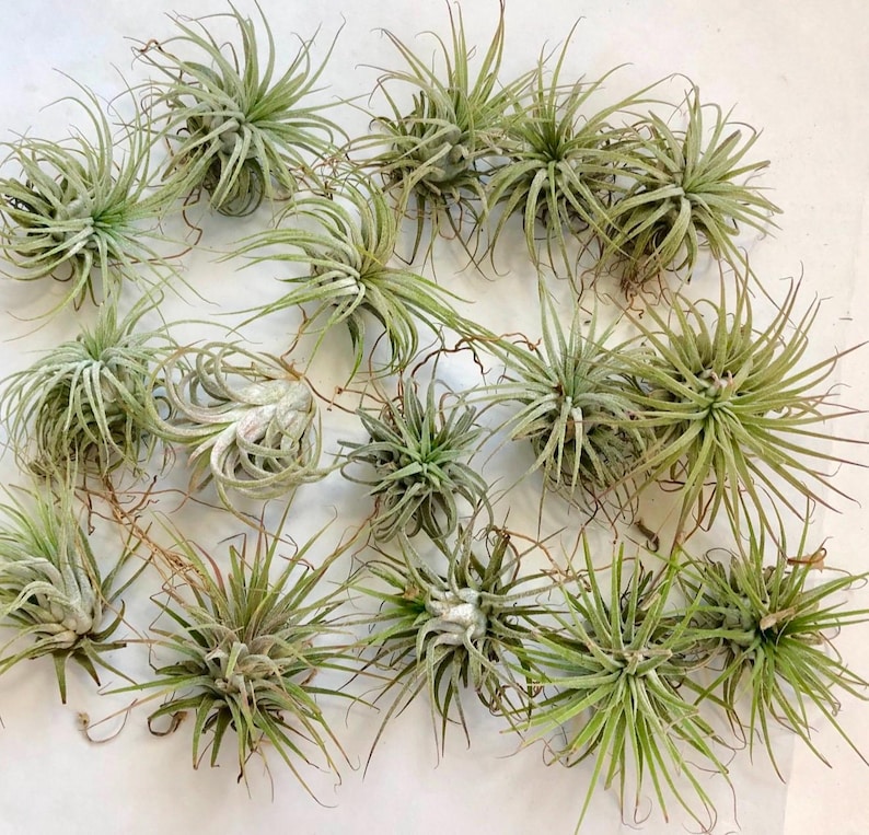 Op de afbeelding: Een verzameling luchtplanten, ook wel tillandsia genoemd, in verschillende maten en vormen. De planten zijn groen en hebben een natuurlijke, organische uitstraling.