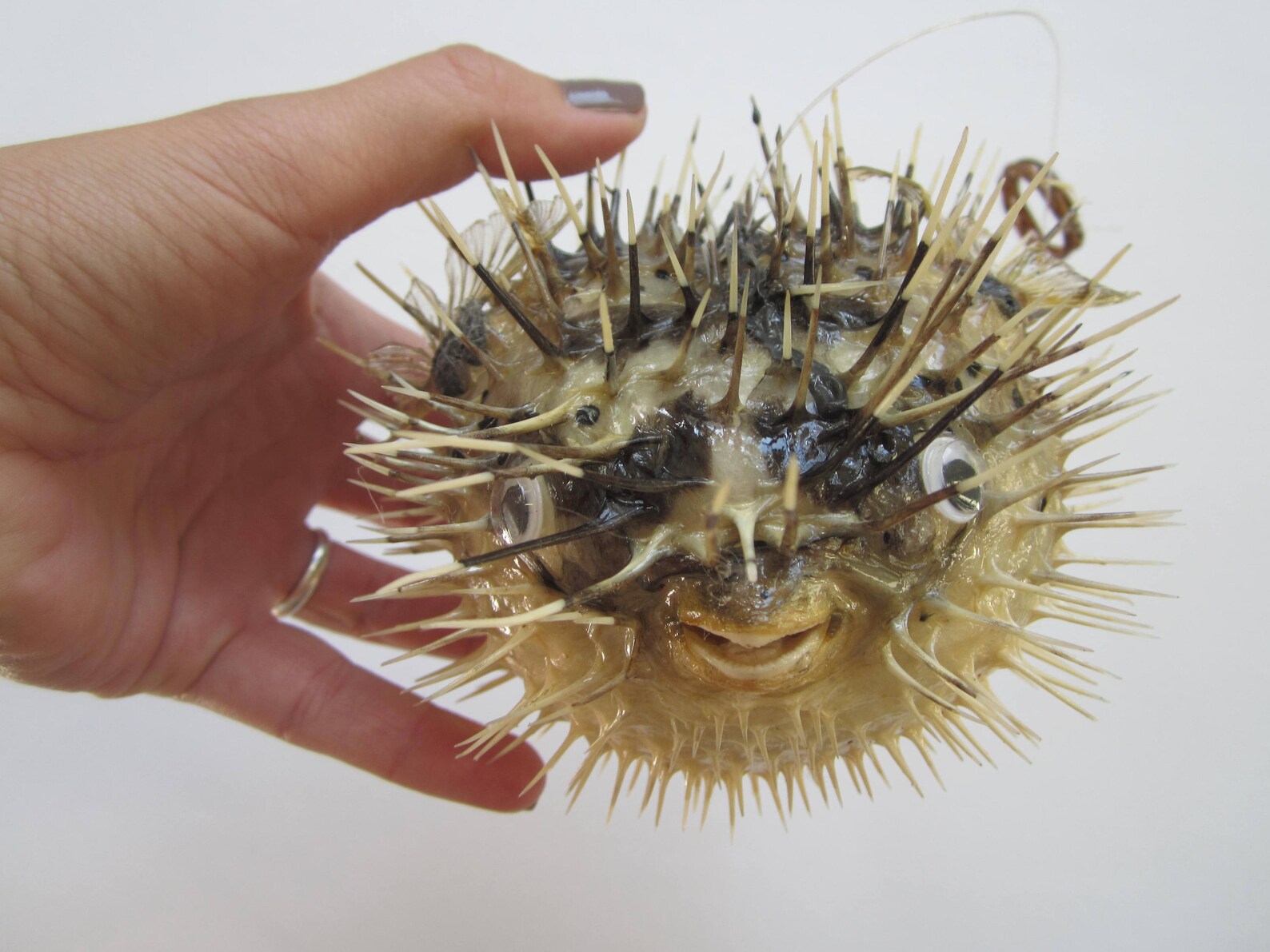 Dried Porcupine Puffer Fish461 PieceBlow FishPuffer Etsy