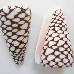 May include: Two cone-shaped seashells with a white background and a brown and white patterned design.