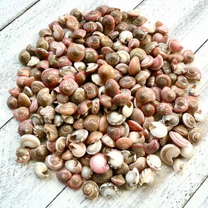 May include: A large pile of small, pink and brown seashells. The shells are all different shapes and sizes, but they are all very delicate and intricate.