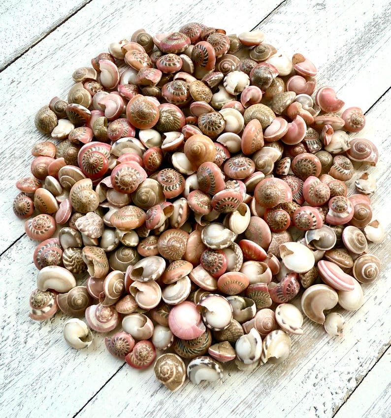 May include: A large pile of small, pink and brown seashells. The shells are all different shapes and sizes, but they are all very delicate and intricate.