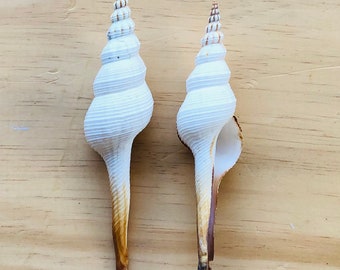 Spindle Shell White and Brown-Shell Bulk-Beach Wedding Decor-Collectors Shells-Sea Shell Supplies-Beach Home Decor-She Shells-Seashell