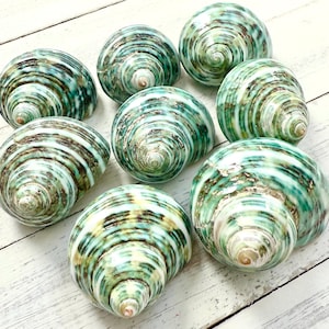 Green Turbo Shells-Polished Turbo Shells-Shells for Crafting-Beach Wedding Decor-Shells-Sea Shells-Turbo Shells-Hermit Crab Shells