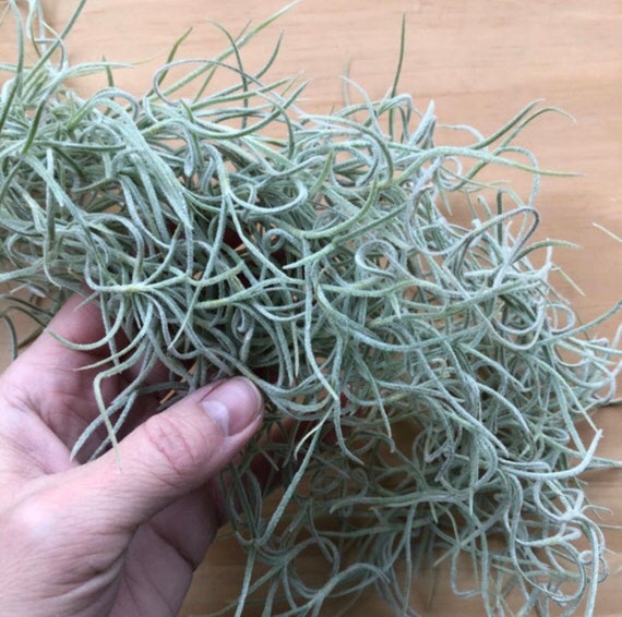 1lb LIVE Spanish Moss Tillandsia Usneoides Organic Hanging Air Plant for  Orchid, Wedding, Decoration, Halloween, Birthday 