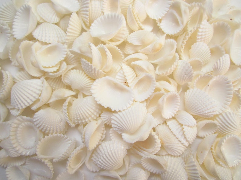 Ark Shells-Baby Ark Shells-Mini Shells for Crafting-Small Shells Bulk-Beach Wedding Decor-Beach Home Decor-White Shells Bulk-Crafting Shells