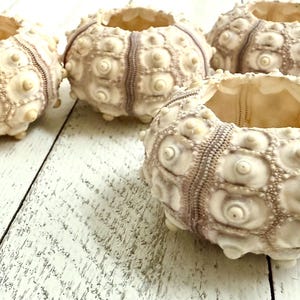 Sputnik Sea Urchin (2-2.5") - Beach Wedding, Nautical Home Decor