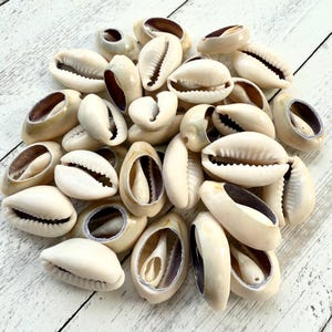 May include: A collection of white cowrie shells with dark brown and purple markings. The shells are arranged in a pile on a white wooden surface.