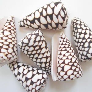 May include: Six cone-shaped seashells with a white and brown spotted pattern. The shells are arranged in a cluster on a white background.