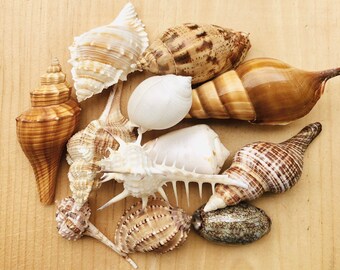Brown Sea Shell Mix - Beach Wedding Decor, Craft Supplies - Etsy 日本