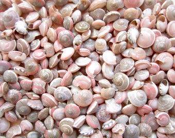 Pink Umbonium Seashells-Small Sea Shells Supplies-Botton Top Shells-Shell Vase Fillers-Crafting Shells-Pink Sea Shells