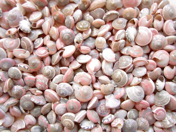 Pink Umbonium Seashells-Small Sea Shells Supplies-Botton Top Shells-Shell  Vase Fillers-Crafting Shells-Pink Sea Shells