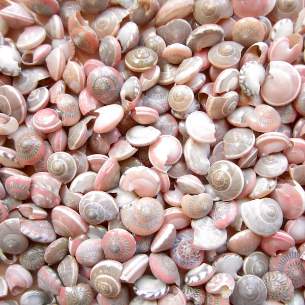 Pink Umbonium Seashells-Small Sea Shells Supplies-Botton Top Shells-Shell Vase Fillers-Crafting Shells-Pink Sea Shells