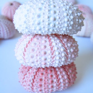 May include: A stack of three pink and white sea urchins. The top sea urchin is white with pink speckles, the middle sea urchin is pink with white speckles, and the bottom sea urchin is pink with white speckles.