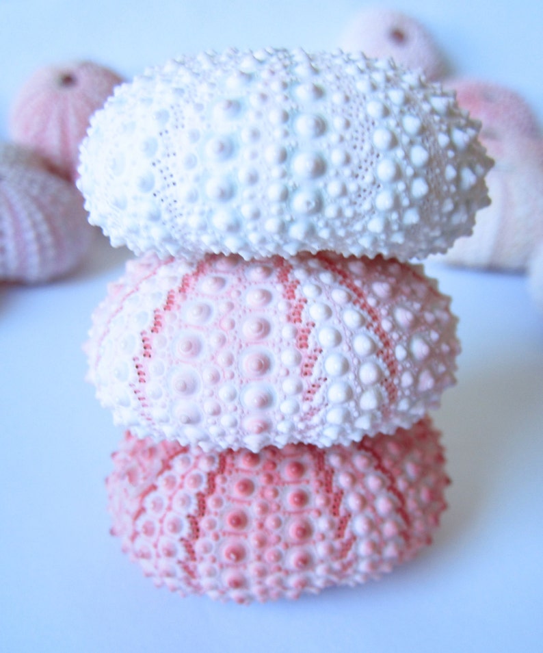 May include: A stack of three pink and white sea urchins. The top sea urchin is white with pink speckles, the middle sea urchin is pink with white speckles, and the bottom sea urchin is pink with white speckles.