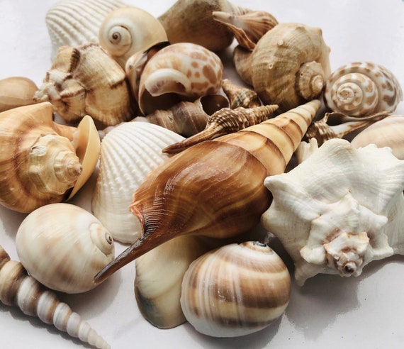 Asst Sea Shell Mix-1/2 Pound-beach Wedding Decor-sea Shells Bulk-bag of  Shells-beach Craft Supplies-assorted Seashells-natural Shells 