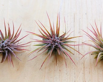 Air Plants Set of 3: Tillandsia for Terrarium Decor