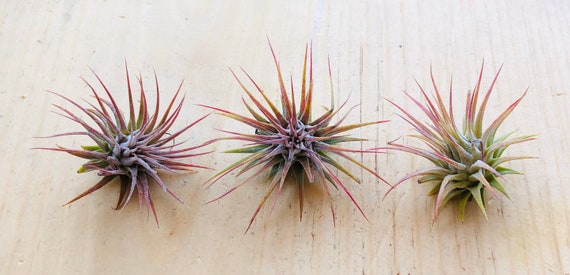 Air Plants-Set of 3 Pieces-Air Plant-Tillandsia-Terrarium Air  Plants-Terrarium Supplies-Home Decor-Beach Wedding Decor-Terrarium Plants