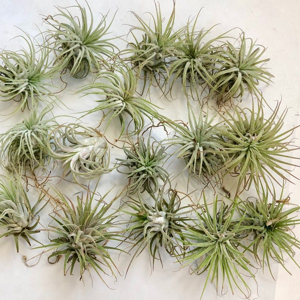 Discounted Air Plants-Second Hand Air Plants-Clearance Air Plants-Air Plants-Tillandsia Bulk-Air Plants Bulk-Discounted Tillandsia-Plants