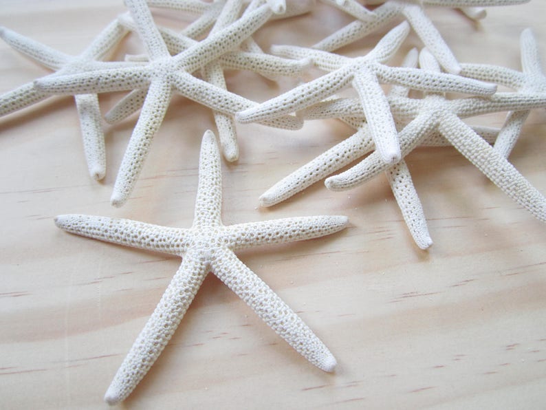 White Finger/Pencil Starfish in Size 4-5Craft Supplies-Wedding Favor-Nautical/Beach Decor-Beach Wedding Decor-White Starfish-Starfish image 3
