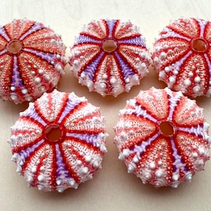Deep Water Sea Urchin-Coelopleurus Mailardii-Small Sea Urchin-Philippine Sea Urchin-Beach Wedding Decor-Real Sea Urchin-Unique Sea Urchin