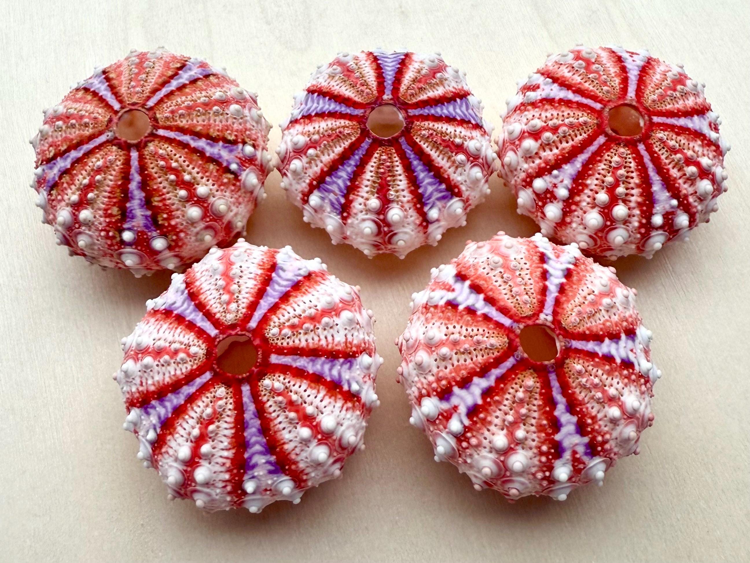Real Sea Urchin Shell: Coelopleurus Mailardii, Beach Wedding Decor