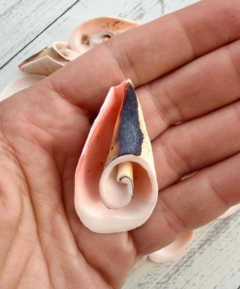 Strombus Lily Cut Shells-swirl Shells - Etsy