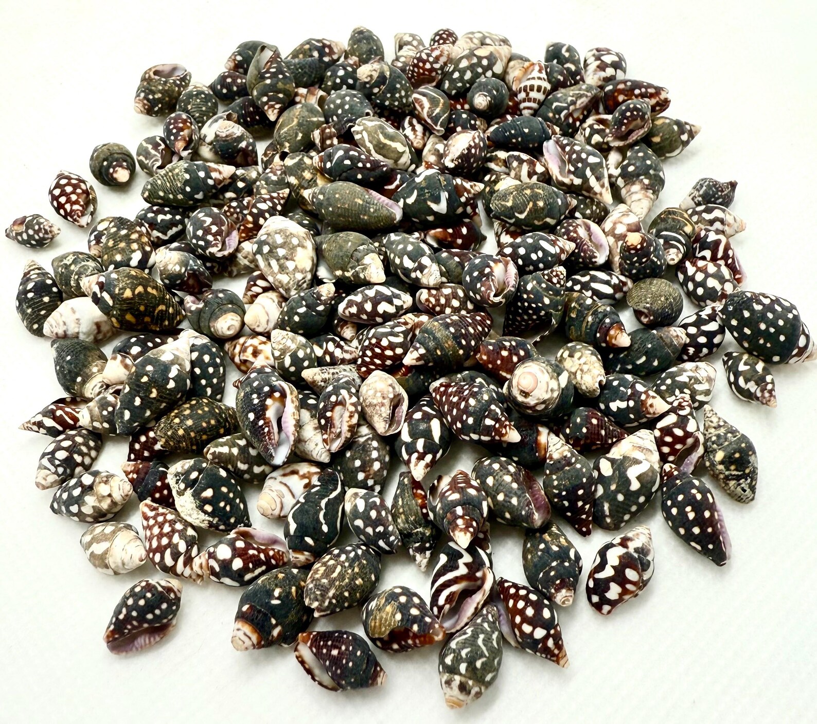 Nassa Columbella Shells: Small Crafting Seashells, Beach Decor - Etsy