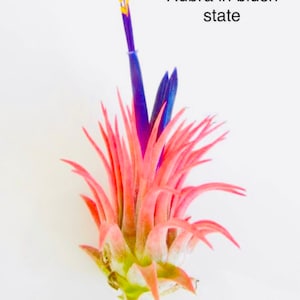 Rubra Air Plant Ionantha Tillandsia Air Plants Terrarium Air Plants Terrarium Beach Wedding Decor Terrarium Plants Air Plants Tillandsia image 1