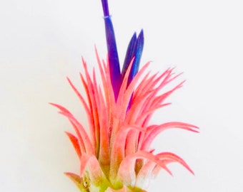 Tillandsia Reichenbachii