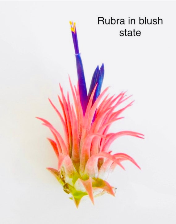Rubra Air Plant: Ionantha Tillandsia for Terrarium Decor