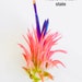 see more listings in the Air Plants & Supplies section