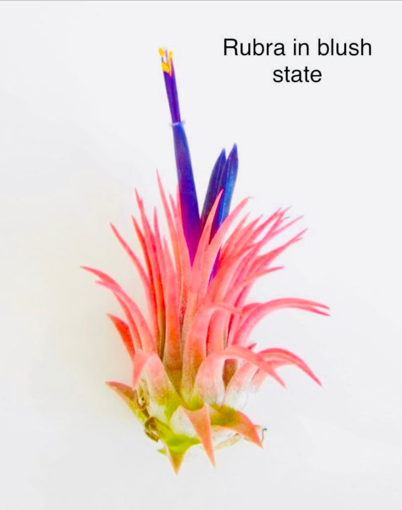 May include: A pink air plant with a blue and yellow flower stalk. The plant is in a blush state. "Rubra in blush state" is written above the plant.