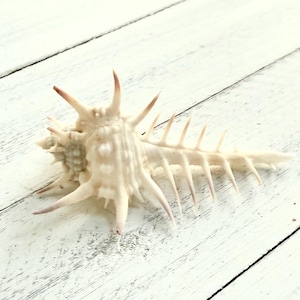 Murex Pectin Venus Comb-2-3&quot;-Collecting Shells-Beach Home Decor-Large Sea Shells-Unique Shells-Venus Comb Shell-Sea Shells-Shells