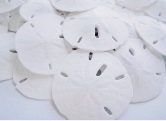 Sand Dollar-3-3.5set of 12-beach Wedding Favors-sand Dollar-beach