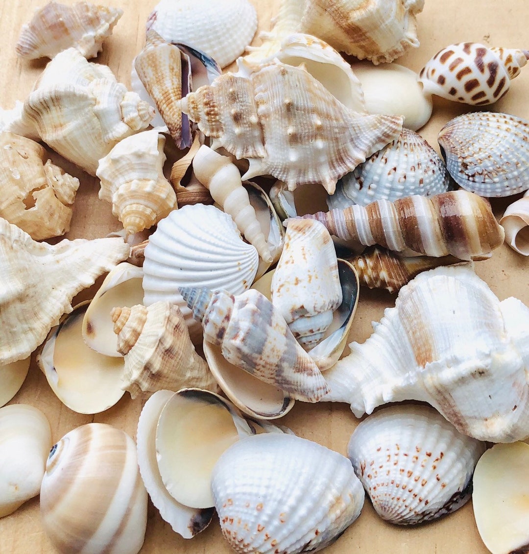 100 Small Seashell Mix, Tiny Sea Shell Lot, Beach Wedding Decor