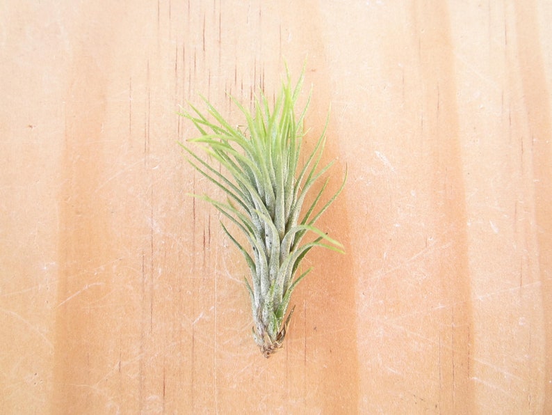 Funckiana Air Plant-2-3-Tillandsia Air Plants-Terrarium Air Plants-Terrarium Supplies-Home Decor-Beach Wedding Decor-Terrarium Plants-Plant