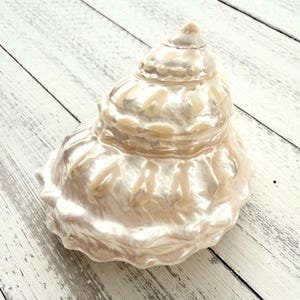 May include: A large, pearlescent white seashell with a smooth, iridescent surface. The shell has a spiral shape with multiple layers.