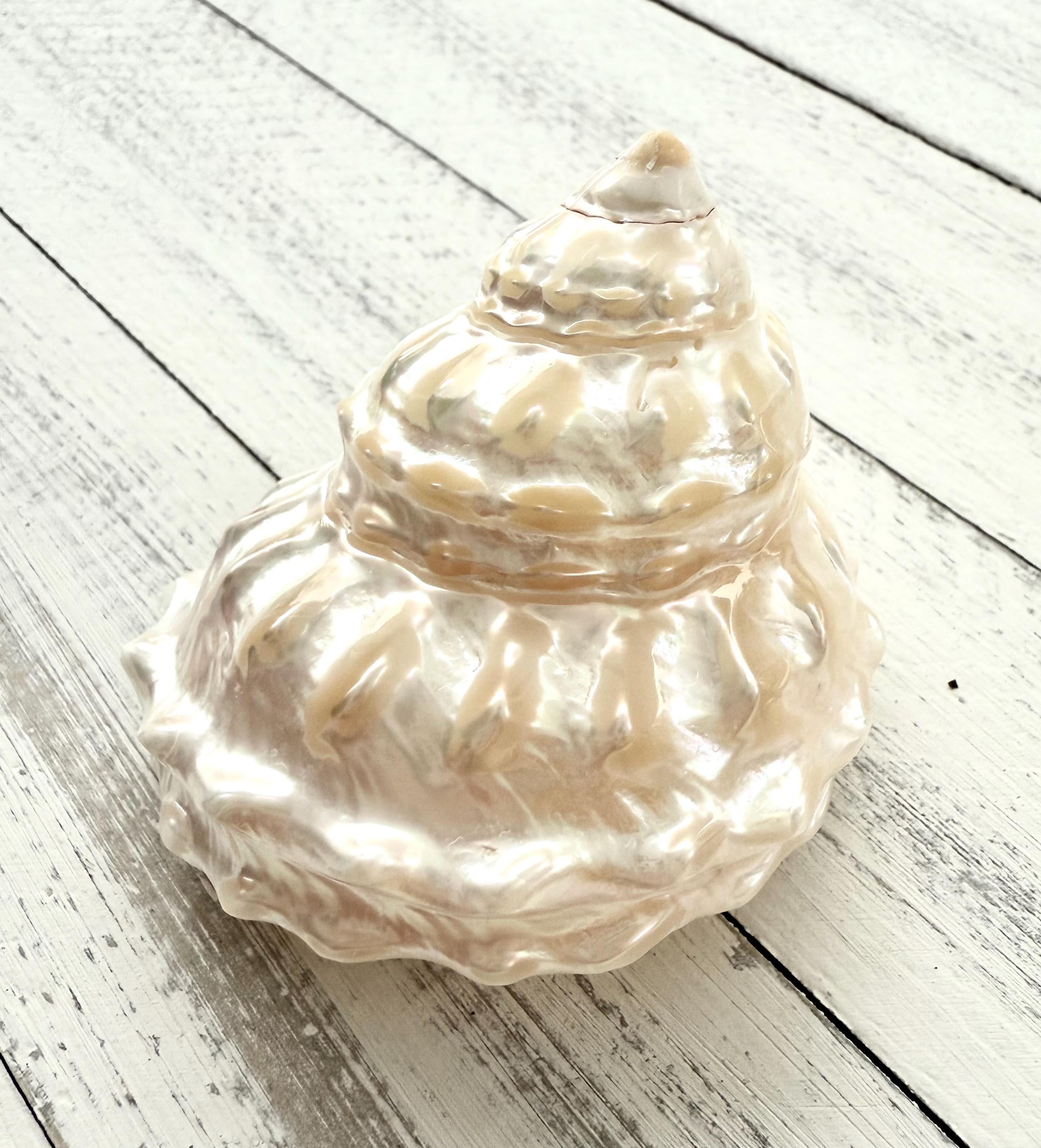 Wavy Top Pearlized Turbo Shell-Astraea Turbanicum-Pearlized Wavy Turban Shell-Unique Sea Shells-Pearlized Shells-Sea Shells-White Shells