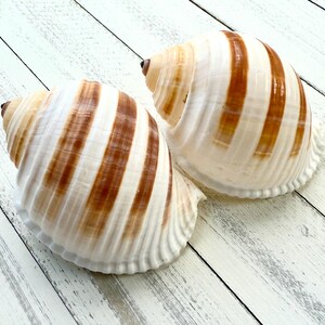 Tonna Sulcosa Shell 3-4”-Sea Shells for Crafting-Tona Sea Shells-Beach Wedding Decor-Large Shells-Collectors Shells-She Shells-Shells-Sea