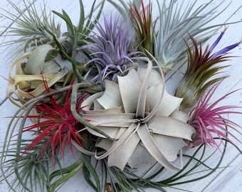 Air Plant Mix (1-6 inch), Air Plant Variety Pack-Tillandsia Assortment-Pick Your Iwn Quantity-Tillandia-Air Plants
