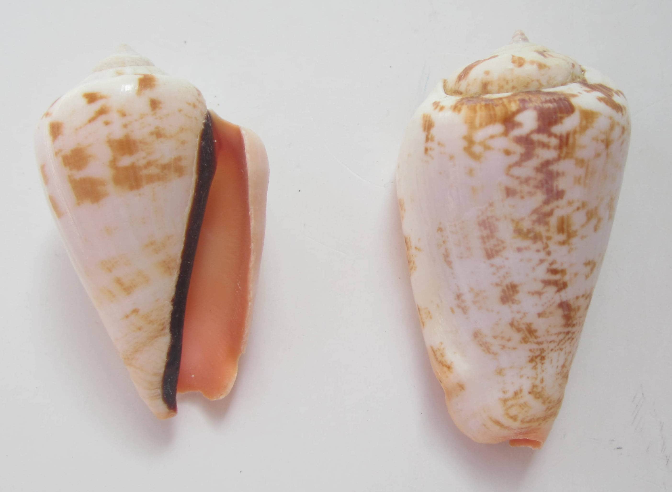 Strombo Shell Strawberry Strombus Shells (5): Beach Wedding Decor, Crafting Supplies ...