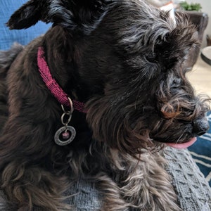 May include: A black miniature schnauzer with a pink collar and a silver tag. The dog is lying on a gray blanket.