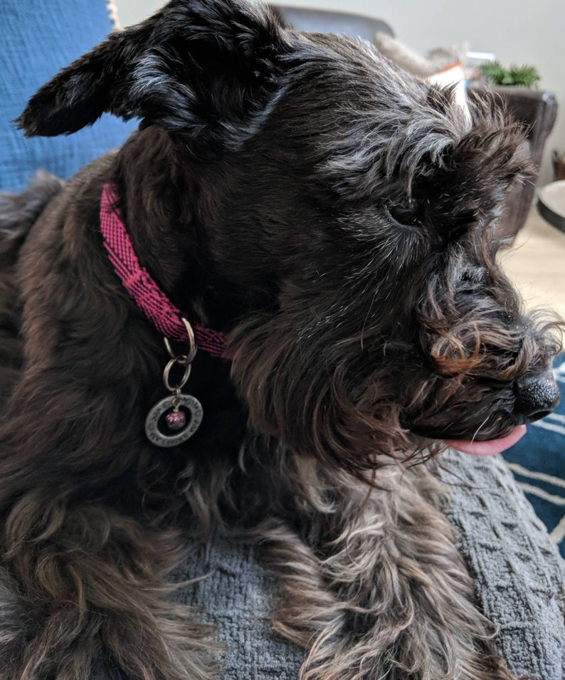 May include: A black miniature schnauzer with a pink collar and a silver tag. The dog is lying on a gray blanket.