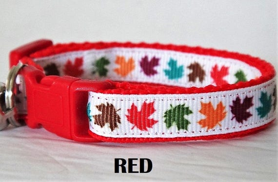 Male kitten cheap collars